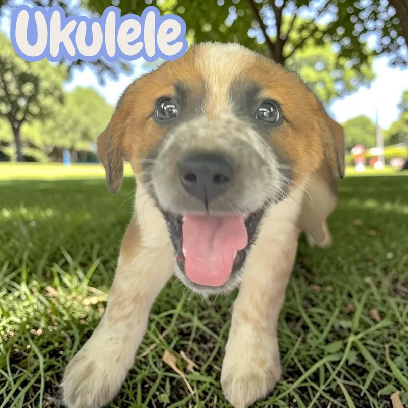 Ukulele  sweet  thumbnail 3