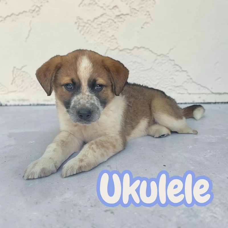 Ukulele  sweet  thumbnail 4