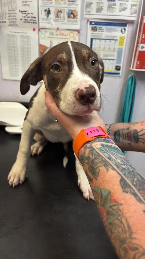 A baby medium-sized female American Staffordshire Terrier dog named Queen Elizabeth for adoption in New Braunfels, TX