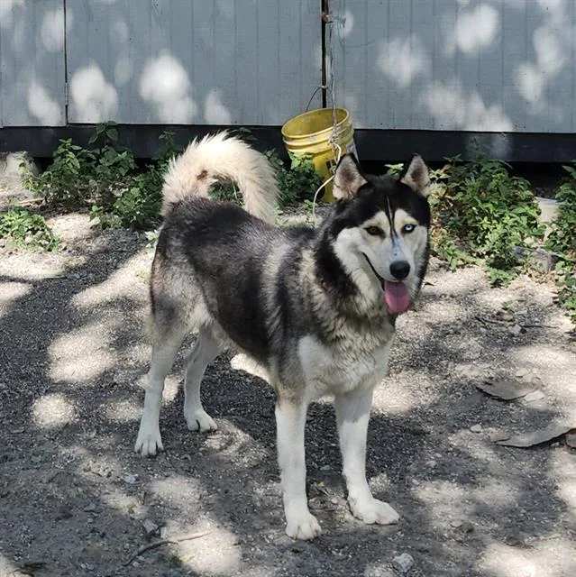 An adult medium-sized male Husky dog named Simon for adoption in San Antonio, TX