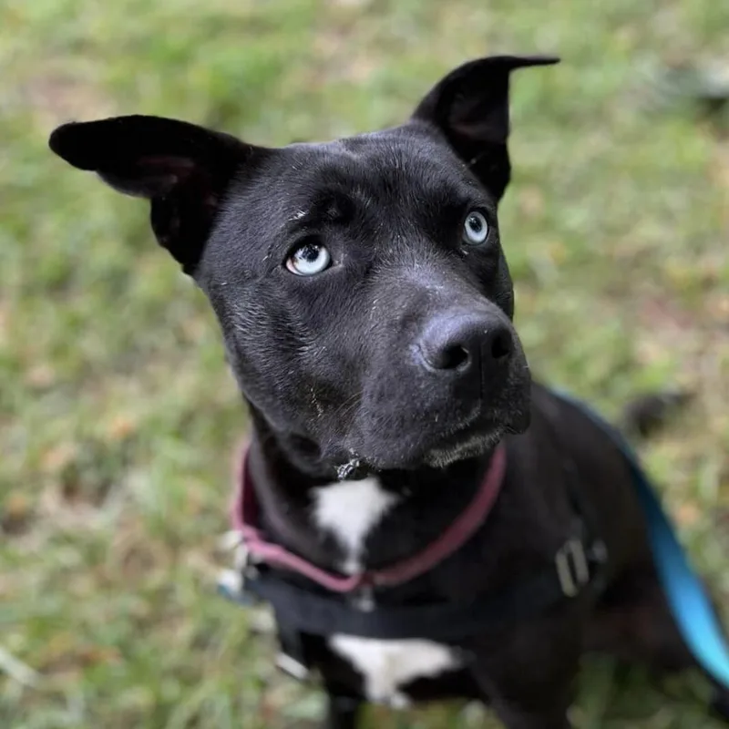 An adult medium-sized female Black Mixed Breed dog named Tink for adoption in Asheville, NC