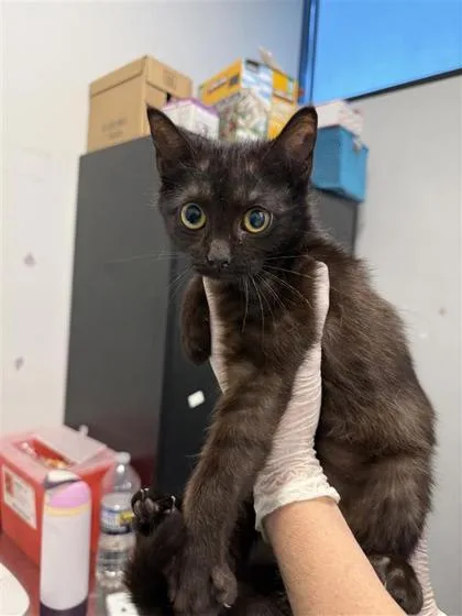 A baby medium-sized female Domestic Short Hair cat named Franny for adoption in West Chester, PA