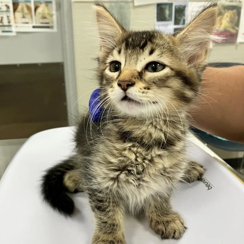 A baby small-sized female Black Domestic Short Hair cat named 111893 for adoption in Las Cruces, NM