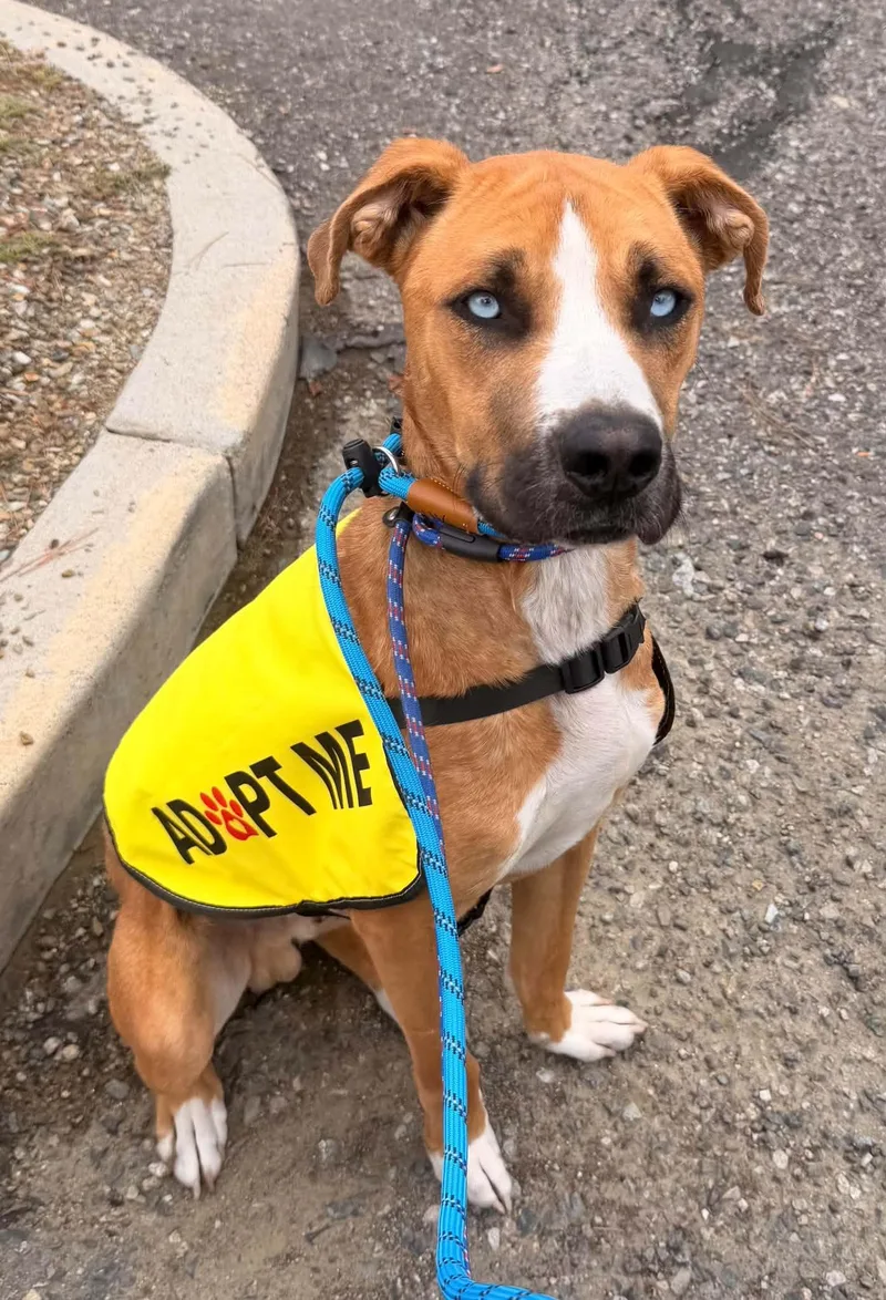 An adult large-sized male Red / Chestnut / Orange Mixed Breed dog named Frank Sinatra for adoption in Chino Valley, AZ