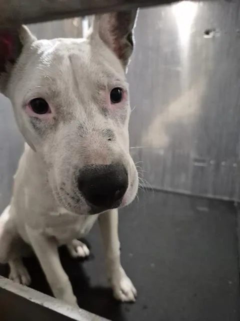 A young medium-sized female Terrier dog named Yuki for adoption in San Antonio, TX