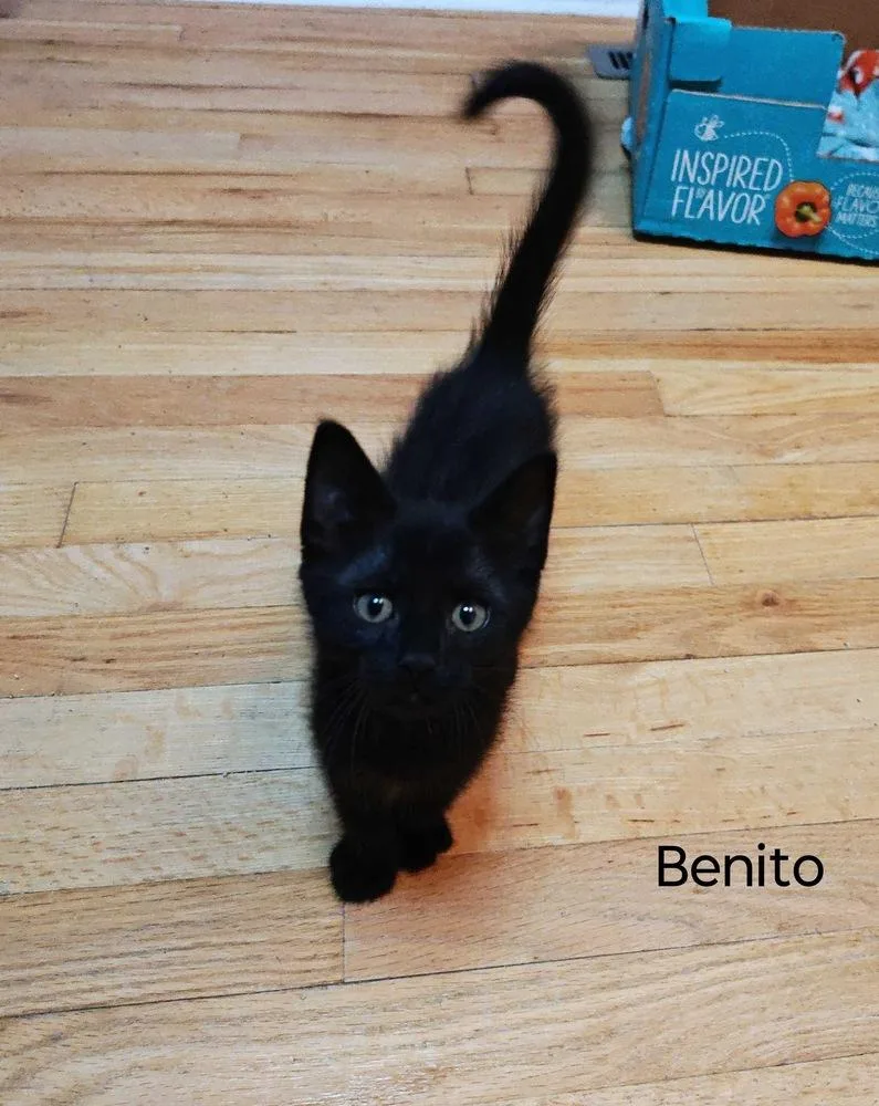 A baby small-sized male Black Domestic Short Hair cat named Benito for adoption in Topeka, KS