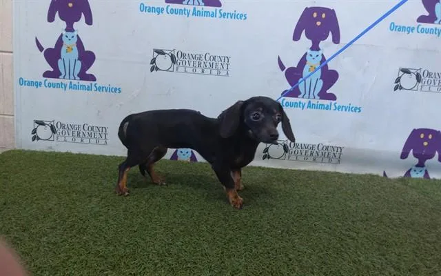 An adult small-sized female Chihuahua dog named Precious for adoption in Orlando, FL