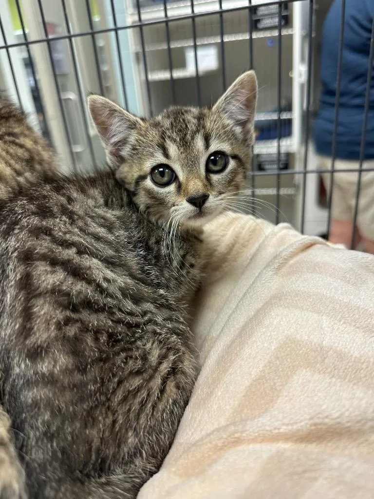 A baby small-sized male Domestic Short Hair cat named Theo for adoption in Johnson City, TN