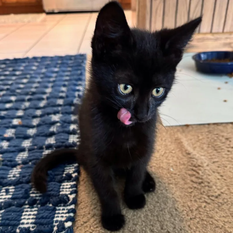 A baby small-sized female Black Domestic Short Hair cat named Pirate for adoption in Los Angeles, CA