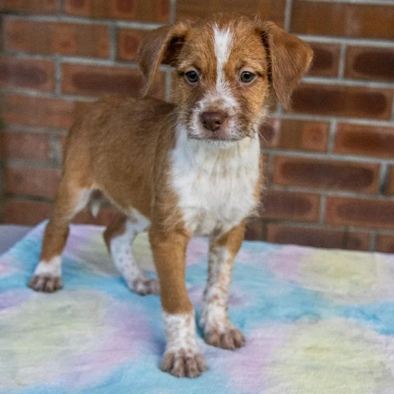 A baby small-sized female Mixed Breed dog named Hannah for adoption in TITUSVILLE, FL