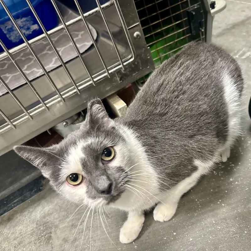 A young medium-sized female Gray & White Domestic Short Hair cat named Bebop Betty for adoption in Richmond, VA