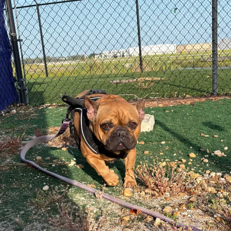 An adult medium-sized male Brown / Chocolate Mixed Breed dog named Moe for adoption in Naples, FL