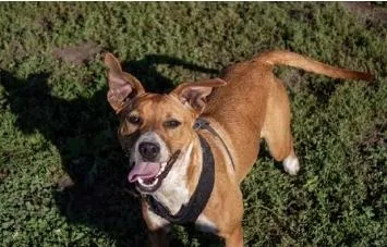 A young medium-sized female Boxer dog named Beth for adoption in Chillicothe, MO