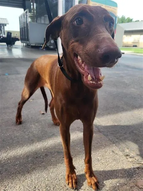 A young large-sized female Doberman Pinscher dog named Allison for adoption in San Antonio, TX