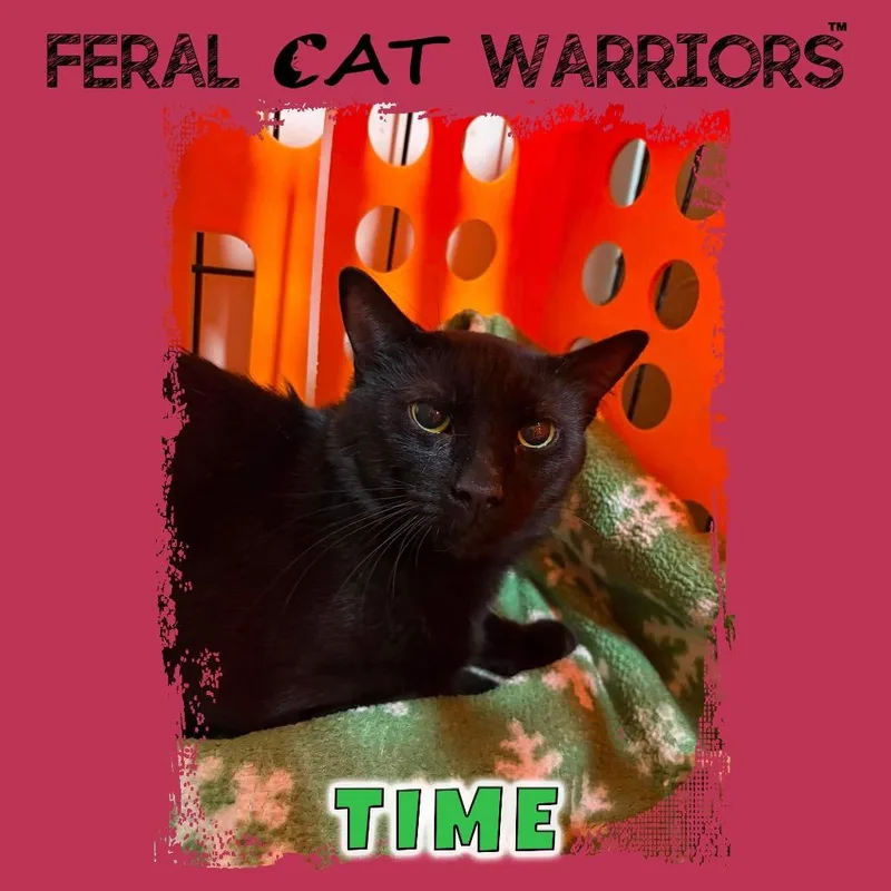 A young small-sized male Domestic Short Hair cat named Time for adoption in Kingman, AZ