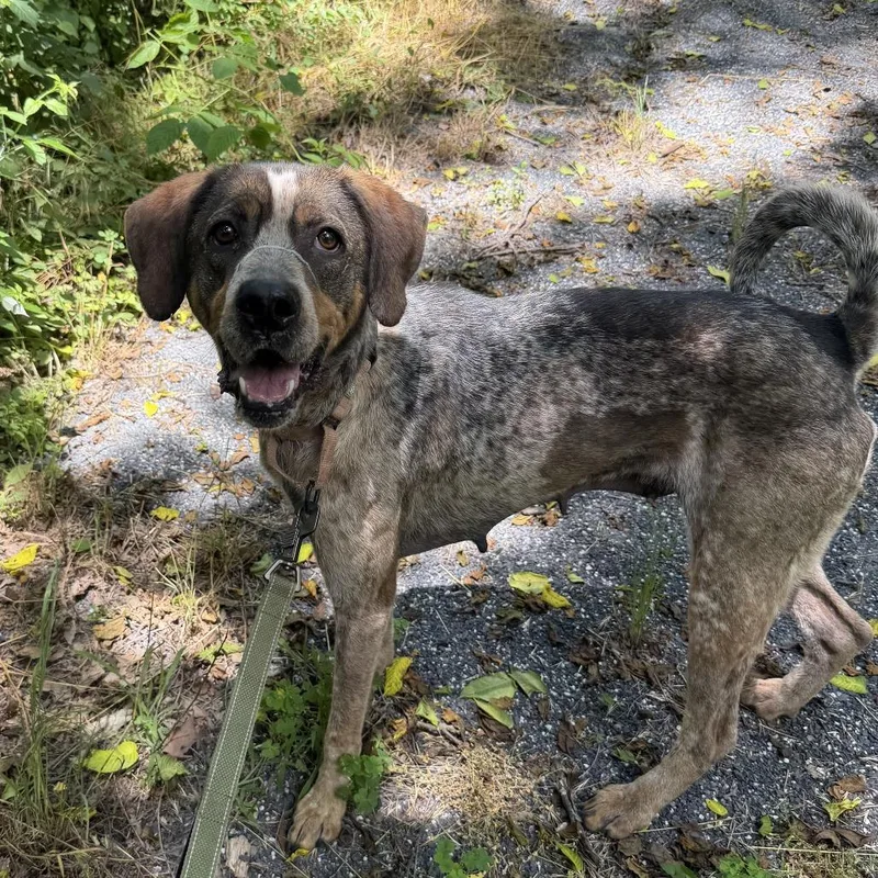 An adult medium-sized female Brown / Chocolate Hound dog named Olga for adoption in Harrisonburg, VA