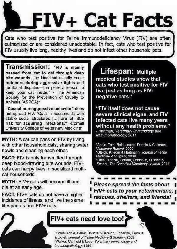 Captain Meow Sparrow