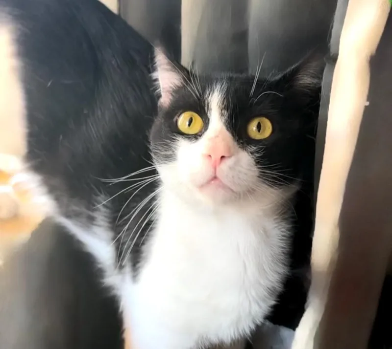 Captain Meow Sparrow thumbnail 2