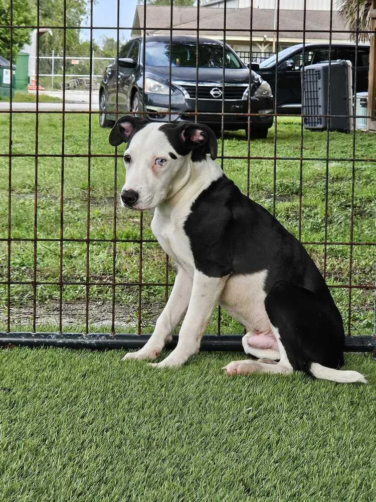 A baby medium-sized male Tricolor (Brown, Black, & White) American Bulldog dog named Juno for adoption in Lakeland, FL
