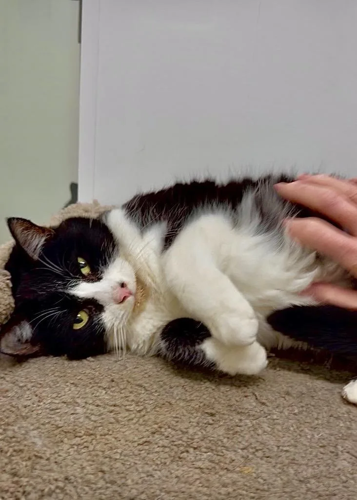 Helgasherlock thumbnail 2