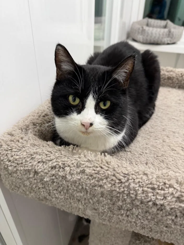 Helgasherlock thumbnail 3