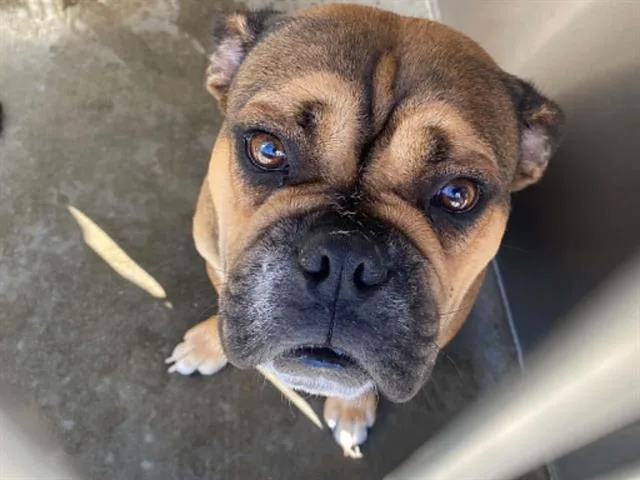 A young medium-sized female English Bulldog dog named Scully for adoption in Tustin, CA