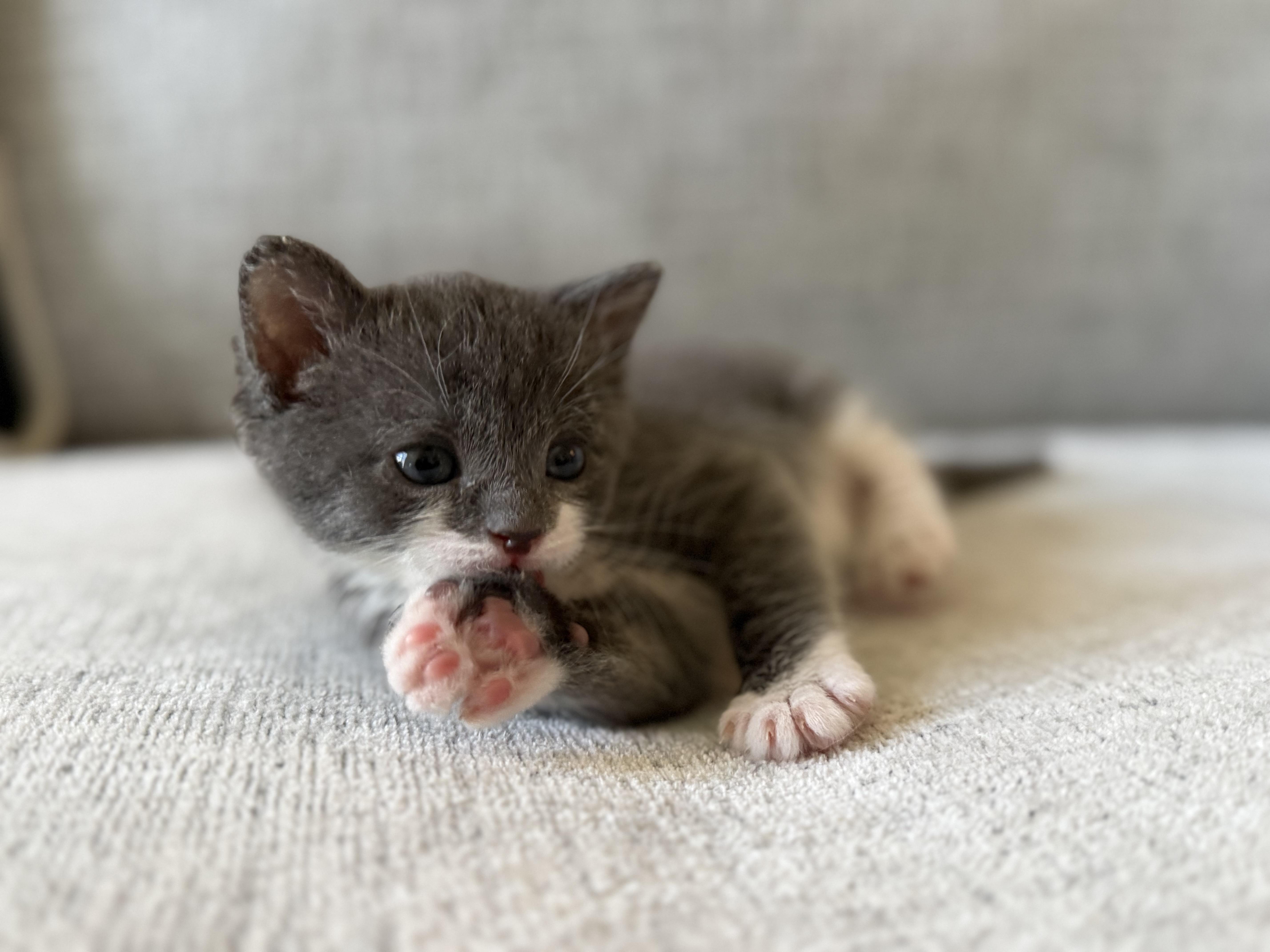 A baby medium-sized male Gray & White American Shorthair cat named Ophelia & Archer for adoption in Fredericksburg, VA
