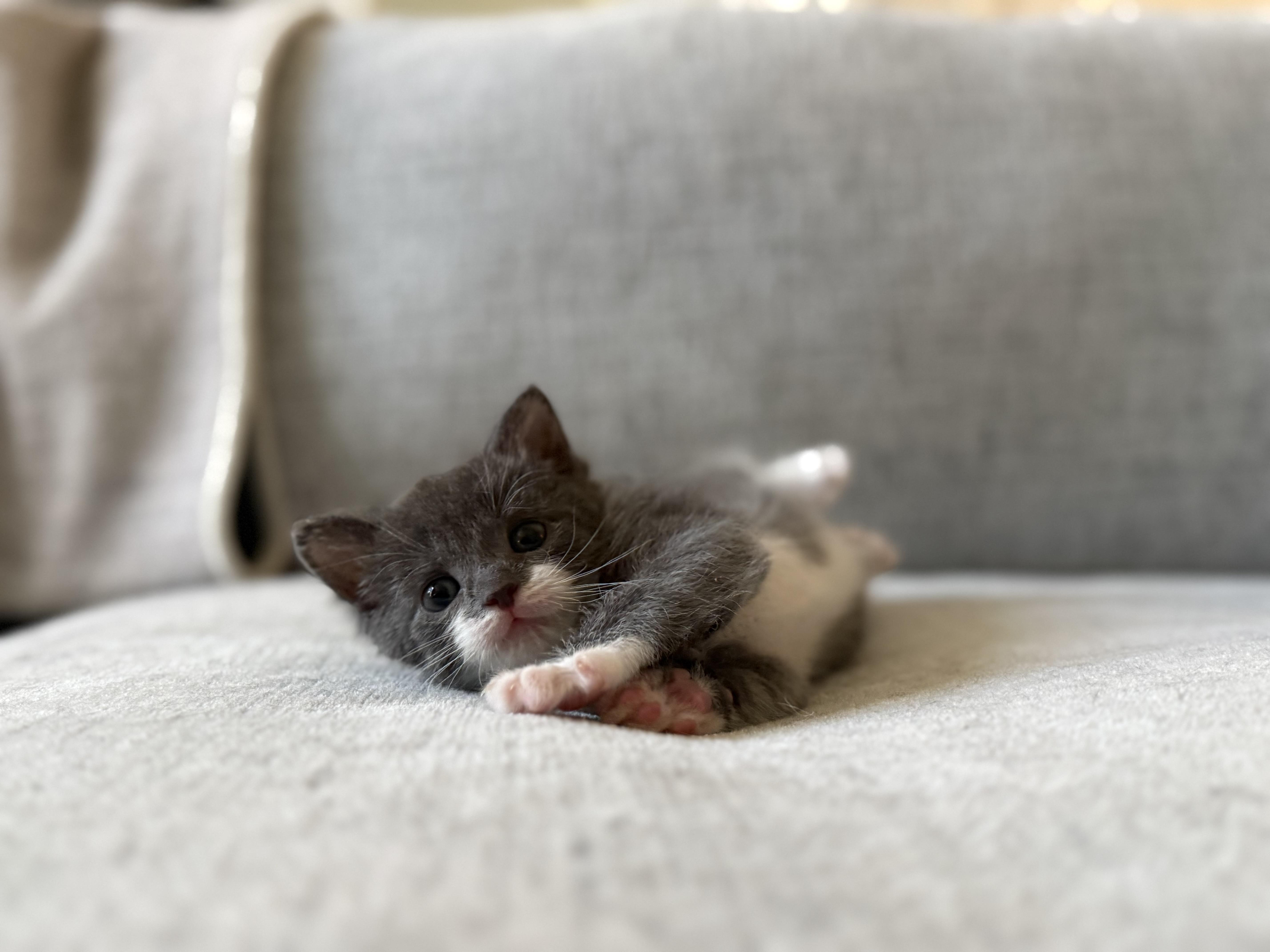 Ophelia & Archer thumbnail 3