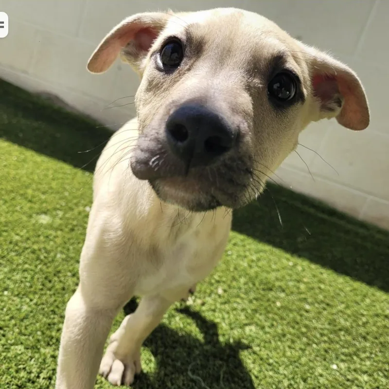 A baby medium-sized male Yellow / Tan / Blond / Fawn Hound dog named Falco for adoption in Cumberland, RI