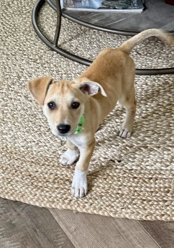 A baby medium-sized male Yellow / Tan / Blond / Fawn Hound dog named Layla for adoption in Greenlawn, NY