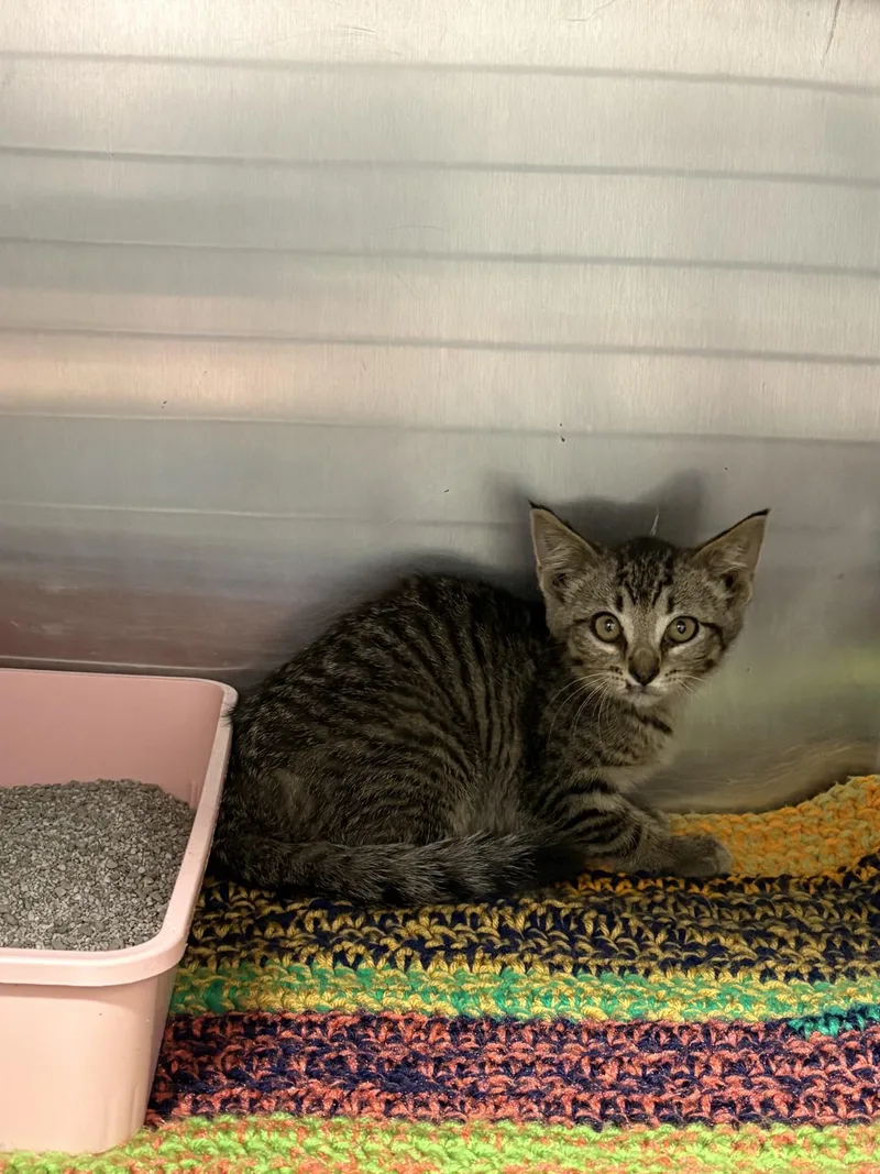 A young small-sized female Tabby (Brown / Chocolate) Domestic Short Hair cat named Cleo for adoption in Yorkville, IL