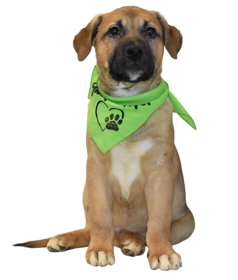 Slytherin thumbnail 2