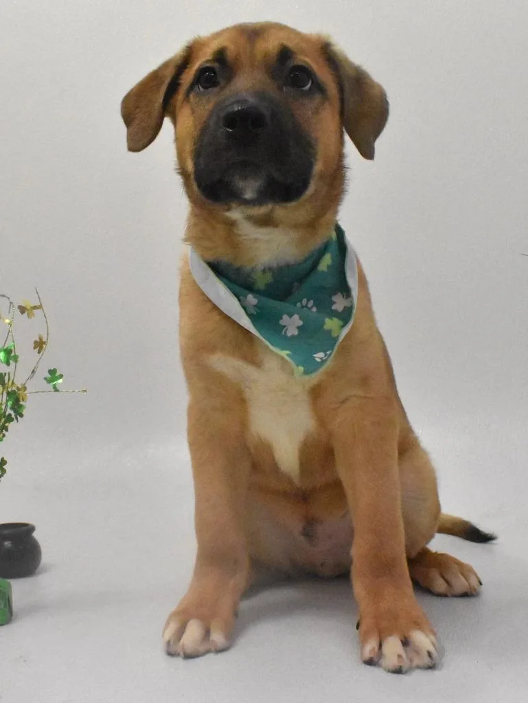 Slytherin thumbnail 4