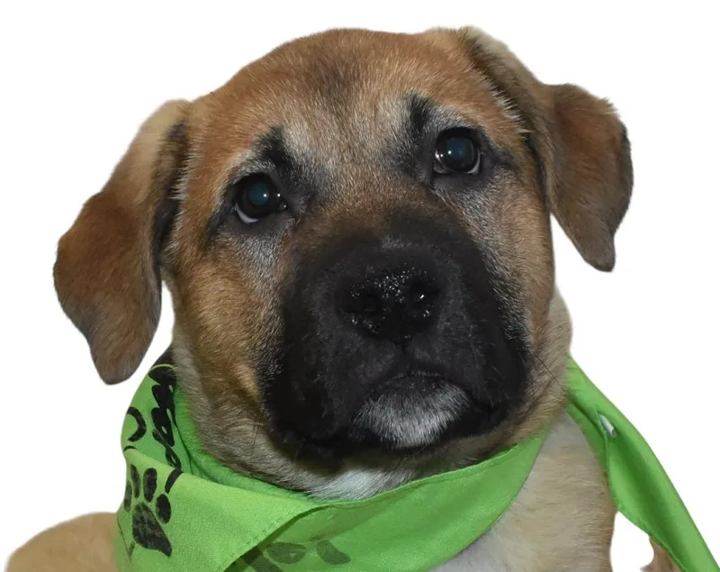 Slytherin thumbnail 6