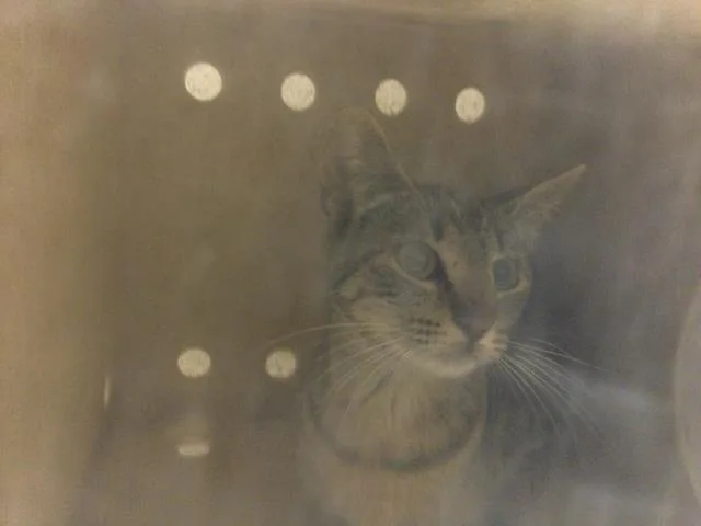A young small-sized female Domestic Short Hair cat named Margarita for adoption in Riverside, CA
