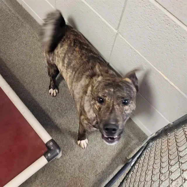 A young medium-sized male Staffordshire Bull Terrier dog named Tiger for adoption in Huntsville, AL