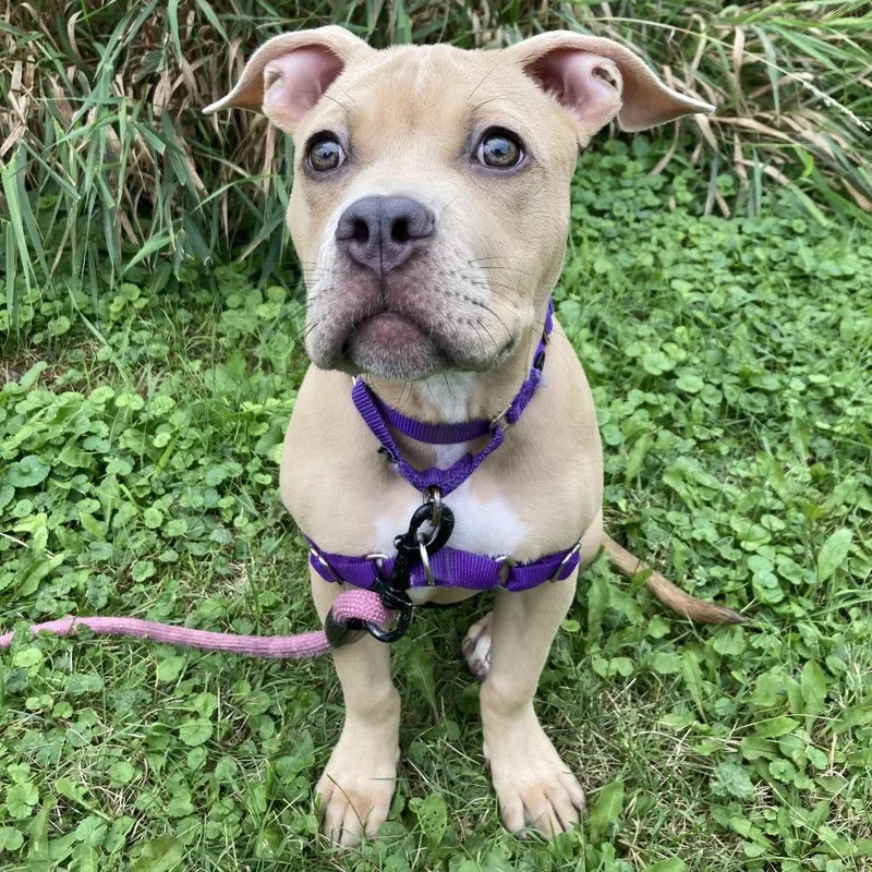 A baby medium-sized female Mixed Breed dog named Rosa for adoption in Oshkosh, WI
