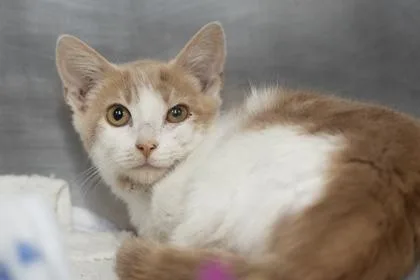 A young small-sized male Domestic Short Hair cat named B Micah for adoption in North Charleston, SC