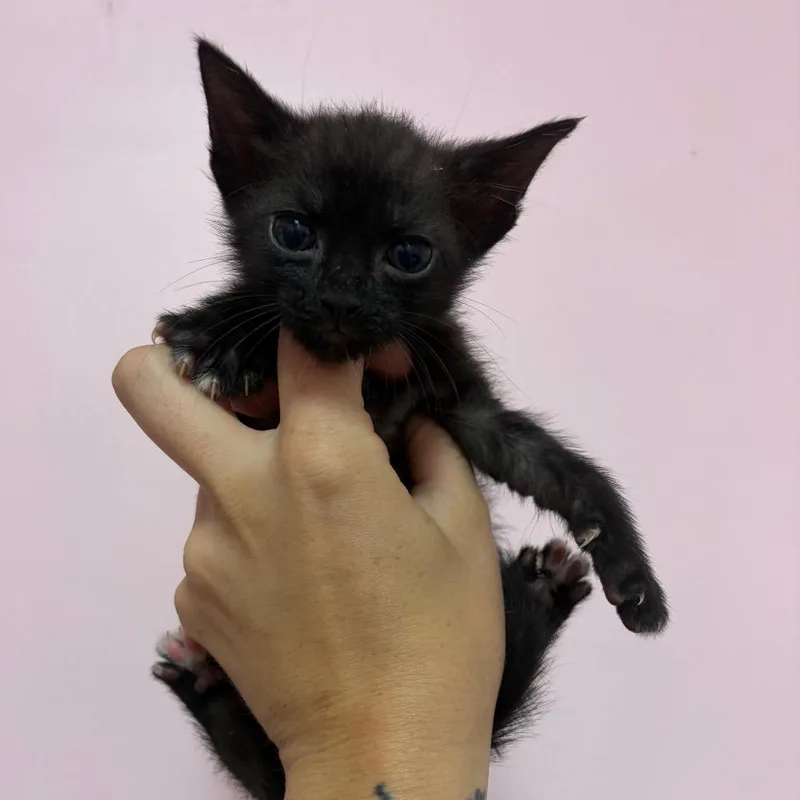 A baby small-sized male Black Domestic Short Hair cat named Shadow for adoption in Webster, TX