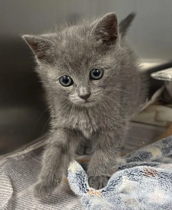 A baby small-sized female Domestic Short Hair cat named Kc for adoption in Lawrenceville, GA
