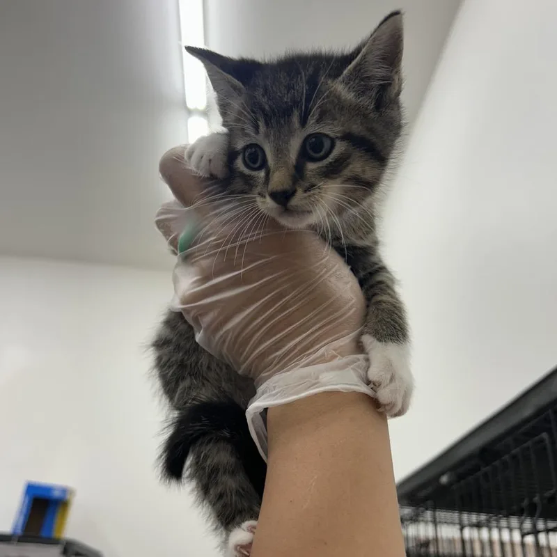 A baby small-sized male Domestic Short Hair cat named Hiccup for adoption in Bismarck, ND