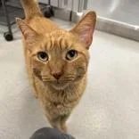 An adult large-sized male Orange & White Domestic Short Hair cat named Nutty Buddy for adoption in Hilliard, OH
