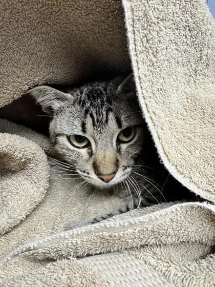 An adult small-sized male Domestic Short Hair cat named Felix for adoption in Roseville, CA
