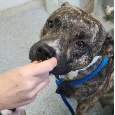 An adult medium-sized female Boxer dog named Rosebud for adoption in Chicago, IL