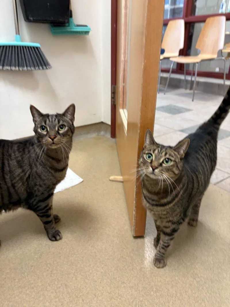 An adult medium-sized female Domestic Short Hair cat named Tilly for adoption in Raleigh, NC