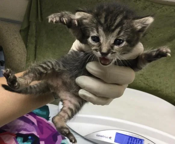 A baby small-sized female Domestic Long Hair cat named Pudding for adoption in Riverside, CA