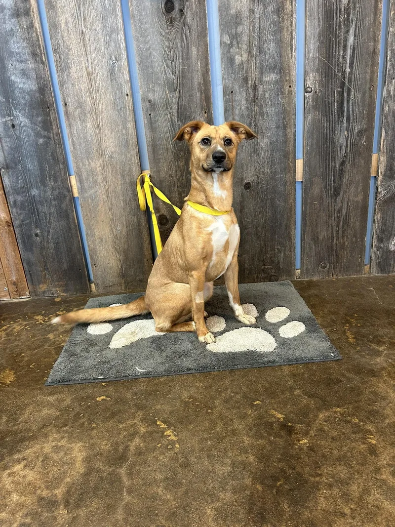 Chicken Nugget  $ thumbnail 2