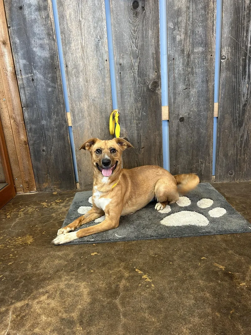 Chicken Nugget  $ thumbnail 3