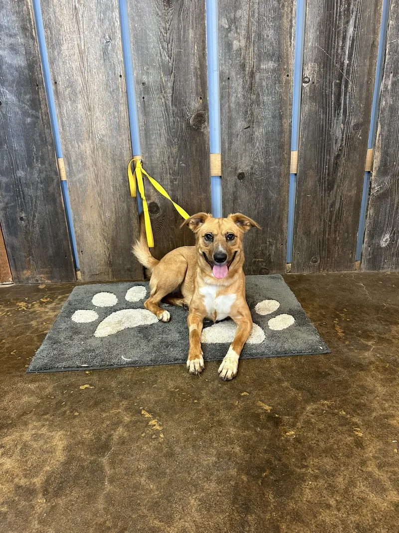 Chicken Nugget  $ thumbnail 4