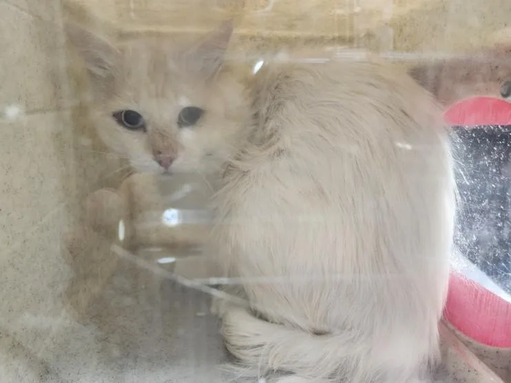 An adult medium-sized male Domestic Short Hair cat named Zephyrus for adoption in Santa Fe, NM